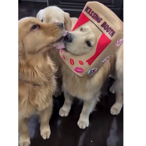 HARD TO FIND!!! NWT ~ Bootique Kissing Booth Pet Costume Headpiece Large/X-Large - Picture 5 of 13